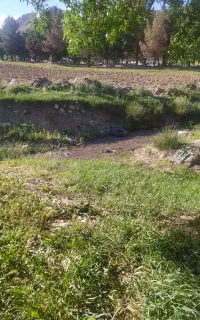 سر کارگر کشاورزی در صحنه