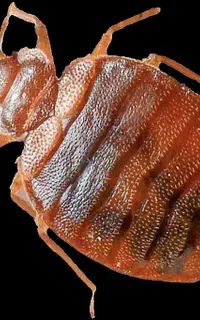 سمپاشی‌ساس‌ سوسک کابینتی موش سم‌پاشی بید فرش مورچه