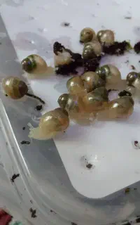 جوجه حلزون ۷ روزه