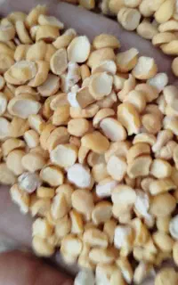 لپه محلی پزا به شرط کیلو 280