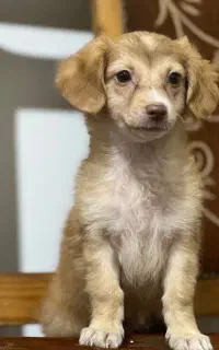 سگ پاکوتاه