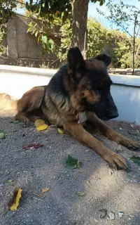 سگ ژرمن ماده