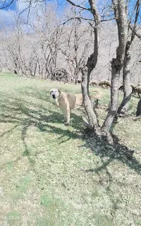 سگ پژدر