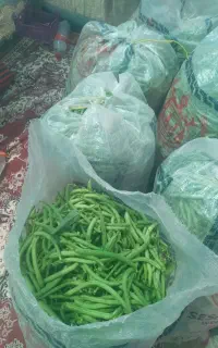 فروش لوبیا سبز