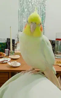 عروس هلندی گم شده