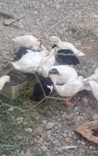 اردک