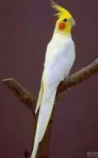 انواع عروس هلندی نرخ عمده