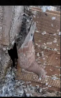 کبوتر
