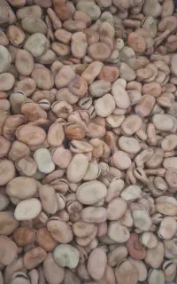 باقله درجه یک