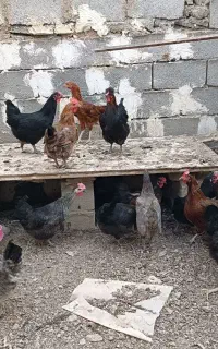 مرغ محلی تخم گذار
