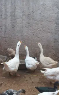 قوغاز فروشی