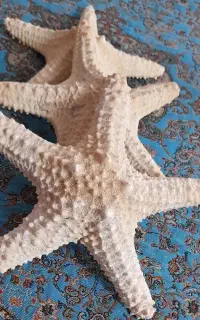 ستاره دریایی دکوری