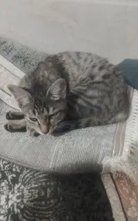 گربه بازیگوش