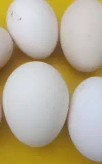 تخم مرغ محلی نطفه دار