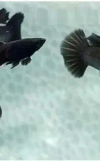 ماهی  گوپی فول بلک