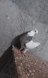 جفت شیخی باخت دادم در شهرک مدنی