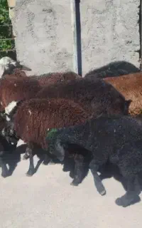 بره ریز بره چی نر و ماده