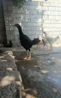 مرغ لاری نژاد