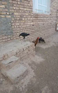 لاری