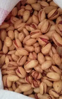 بزغاله سانن ماده تق یبا25 کیلو