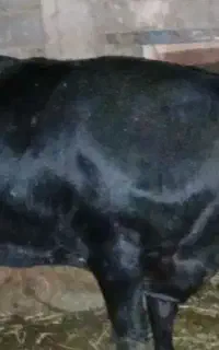 شنگول