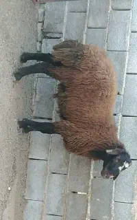 یک جفت قوچ هترو نژاد چند قلوزایی  با برگه آزمایش