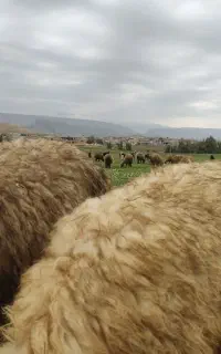 فروش کاوه مایه
