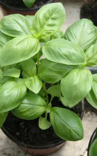 سبزی ریحان تازه تازه