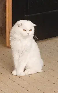 گربه اسکاتیش