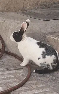 خرگوش