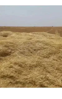 کاه  جودیم