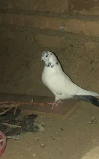 کبوتر فروشی