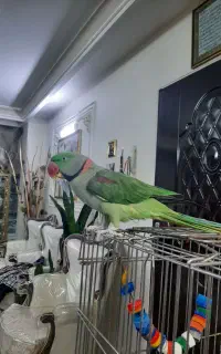 فروش شاه‌ طوطی / ملنگو/ سخنگو/ فندوق