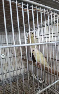 گرینچیک مونچیک مولد تضمینی