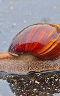 حلزون شهر قدس