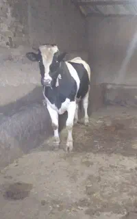 قصاب