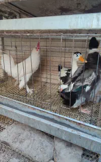 دو اردک بزرگ