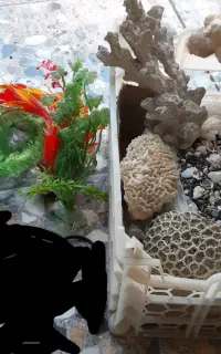 پمپ تصفیه آب آکواریوم مرجان گیاه شن معاوضه با گوپی