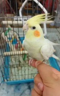 عروس هلندی گمشده