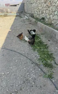 مرغ محلی تخم گزار