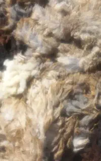 پشم گوسفند
