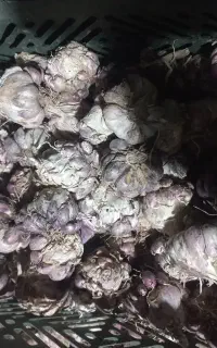 سیر محلی