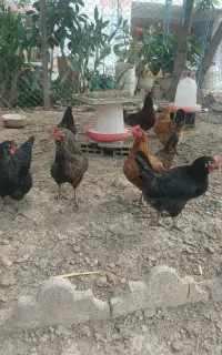 مرغ گلپایگانی ۱۱ ماهه