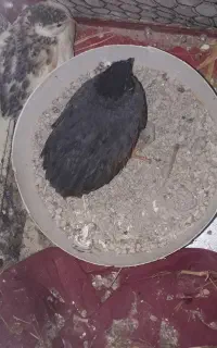یه جفت بلدرچینه مینیاتوری