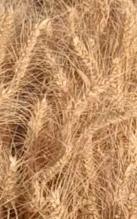 گندم مخصوص نان