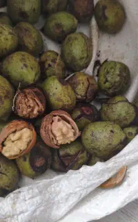 گردو درجه یک  اردستان