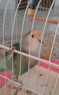 دوعدد طوطی برزیلی نر و ماده تخم گذار