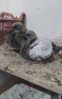 کفتر کبوتر سسار
