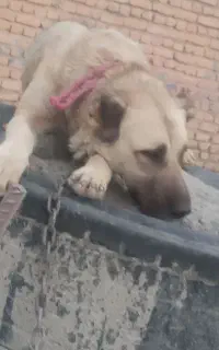 سگ سراب نگهبان