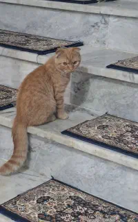 فروش گربە اسکاتیش